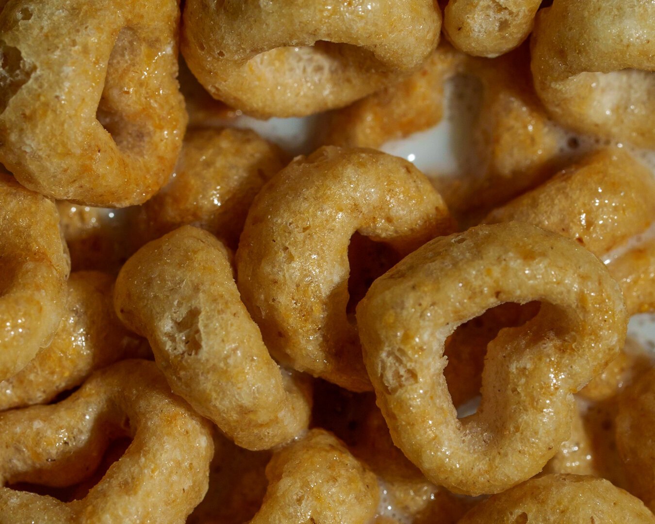A close up of cheerios cereal in milk.