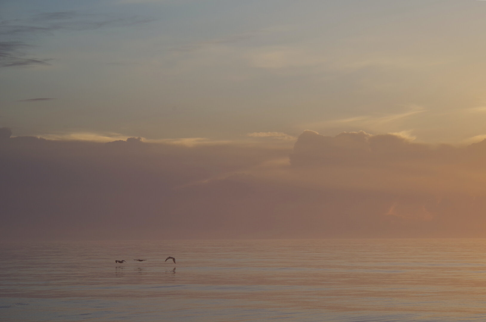 A calm coastal scene at sunrise, with soft orange, pink, and blue light reflecting across still water. Three pelicans glide low above the surface, their silhouettes and faint reflections adding gentle motion to the quiet horizon lined with glowing clouds.