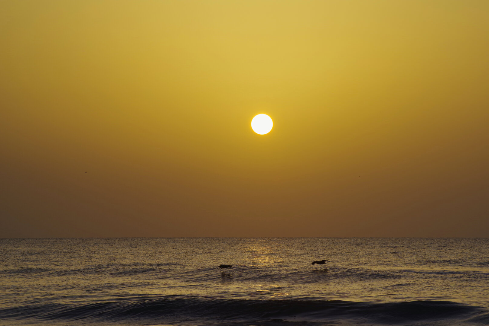 A calm ocean at sunrise, with warm golden light reflecting across gentle waves. Two pelicans glide low over the water beneath a glowing sun near the horizon, creating a peaceful coastal atmosphere.