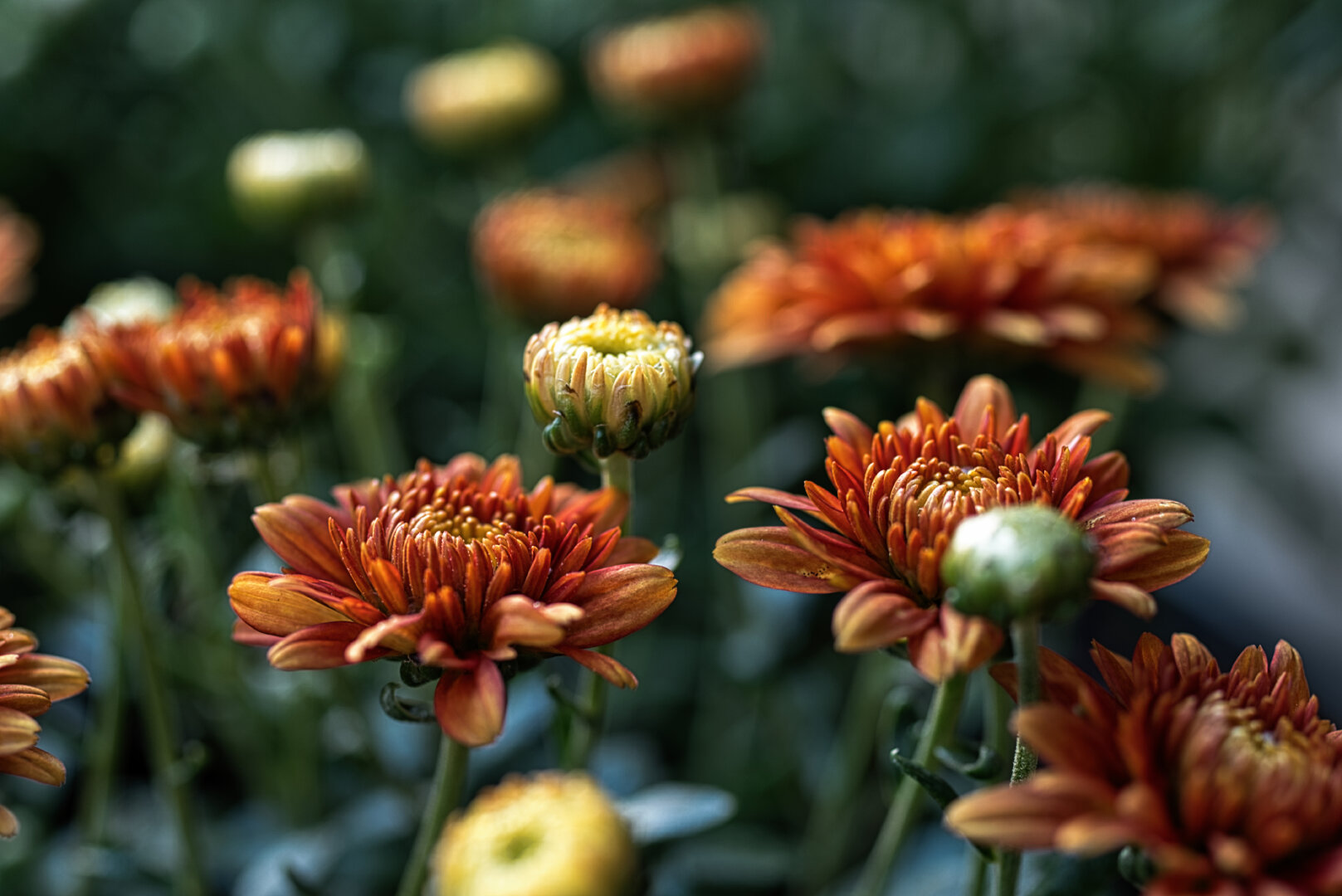 Close-up of orange‑red chrysanthemums in various stages of bloom, with layered petals and yellow centers. Some buds remain closed while others are fully open. The softly blurred background highlights the rich colors and detailed textures of the flowers in the foreground.