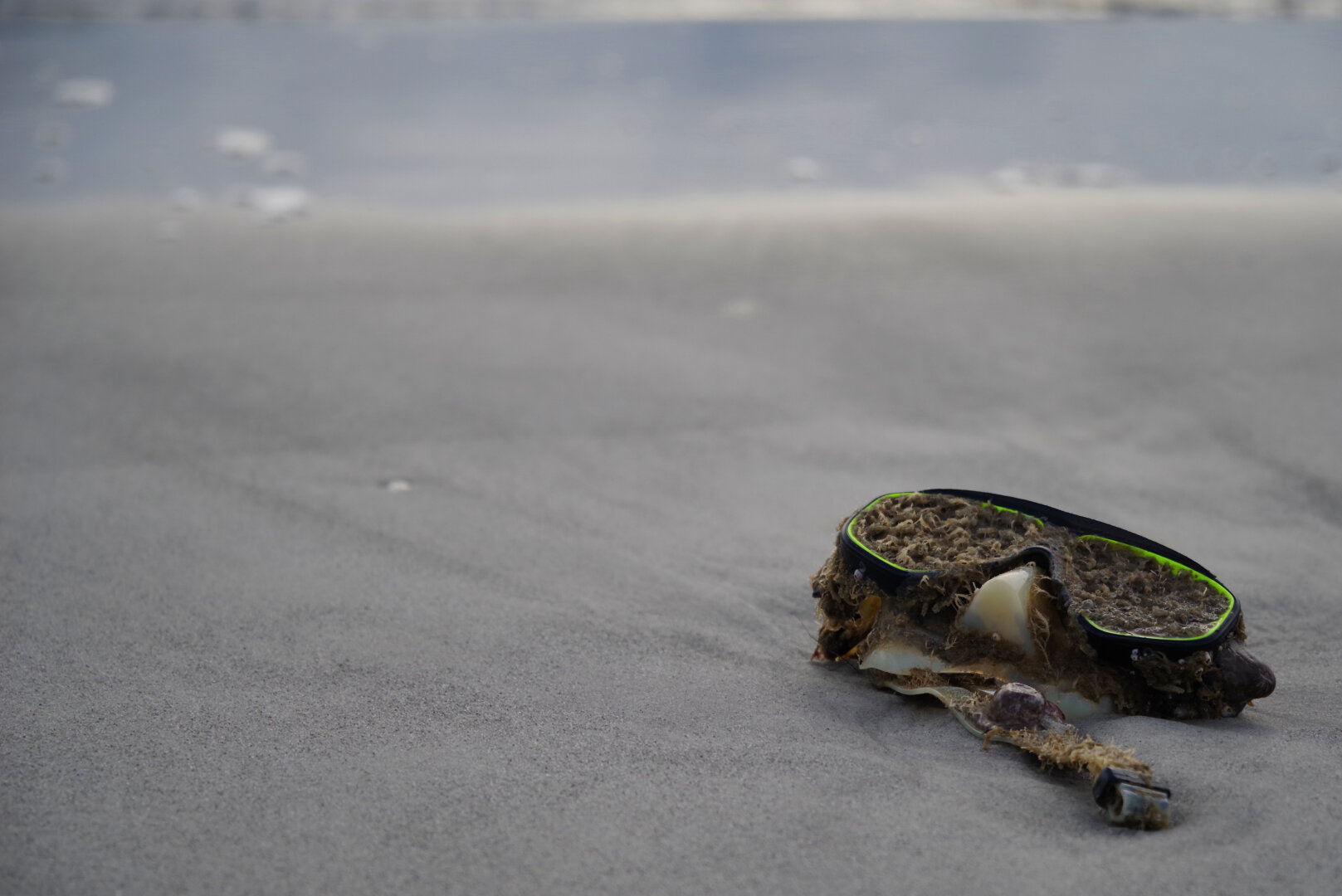 A pair of old swim goggles lies on wet sand near the shoreline, heavily covered in barnacles, algae, and other marine growth. The encrusted goggles look weathered from long exposure to the ocean. Behind them, smooth damp sand leads toward soft, blurred waves rolling in under a muted sky.