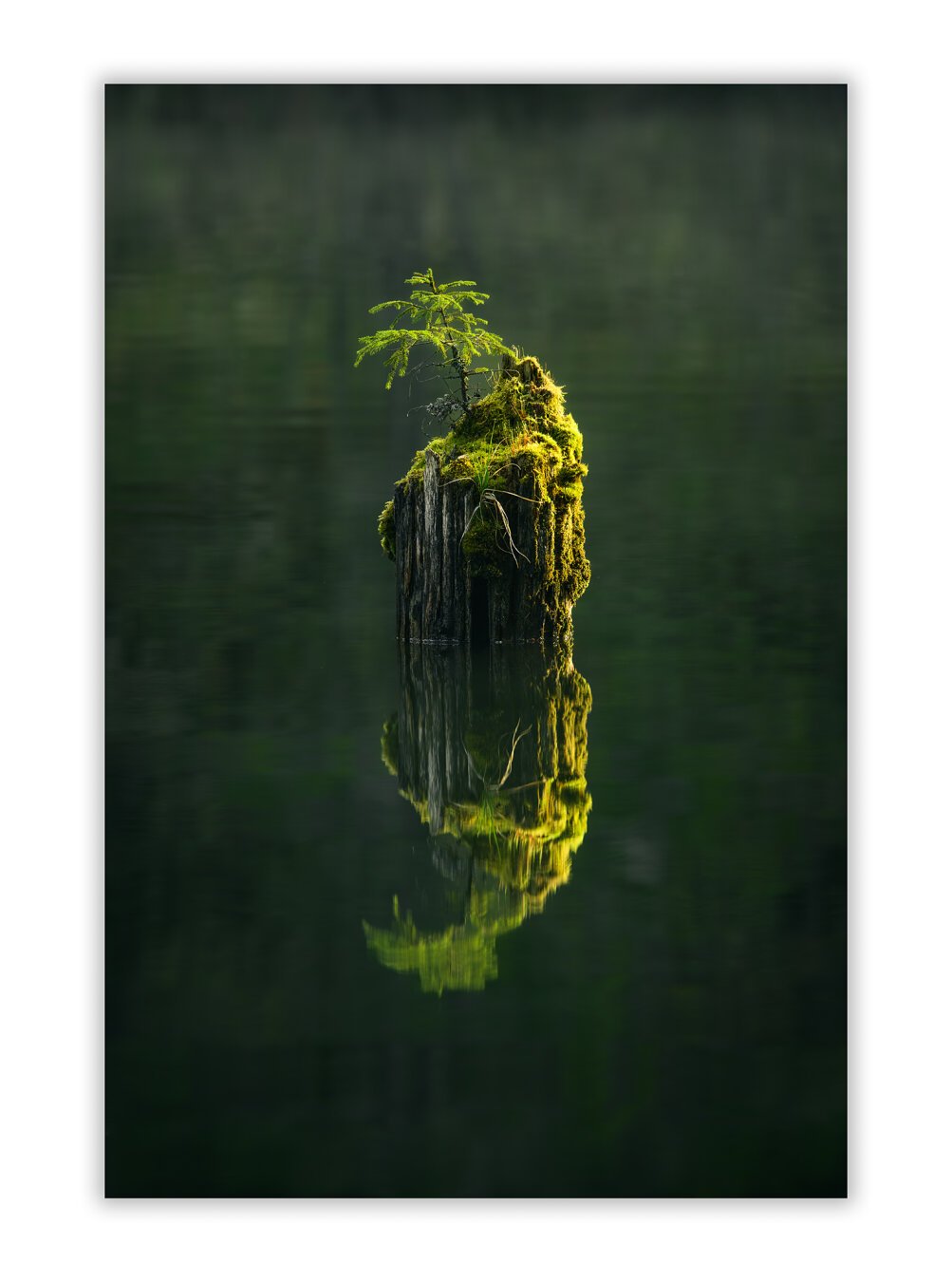 Small tree growing on an old trunk in the middle of a lake, on a calm warm morning 
#LandscapePhotography #Photography #Nature #NaturePhotography #FineArt