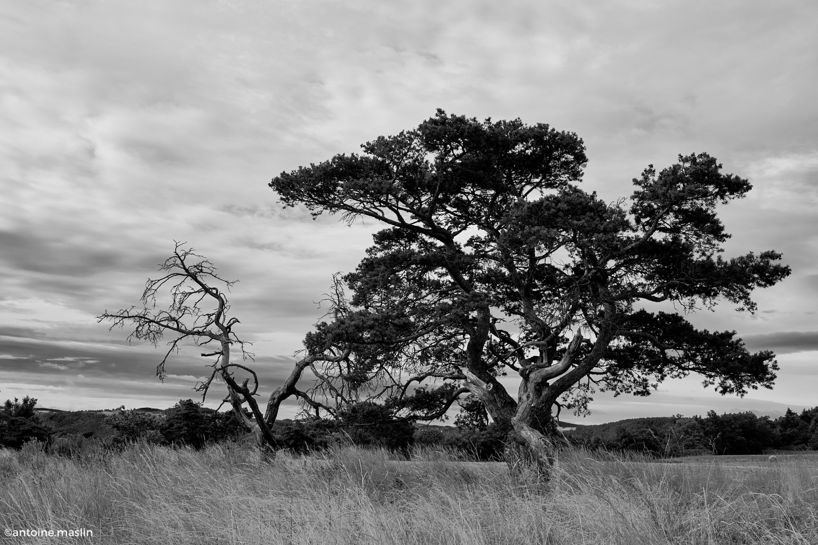 Un arbre se dessine seul dans un champ ressemblant à une savanne