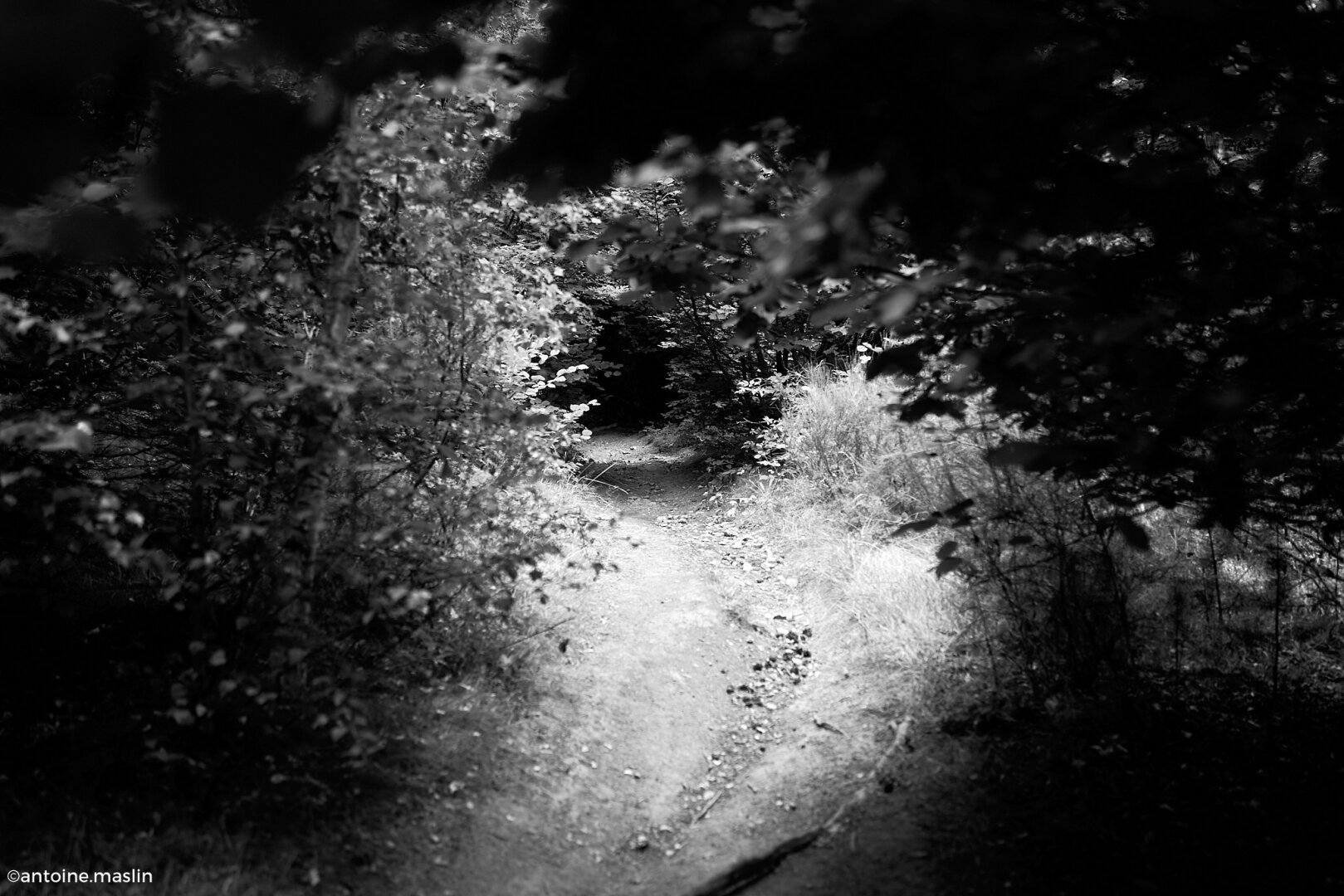 Le chemin serpente dans la forêt, s’enfonçant dans un tunnel noir de feuillage, comme si la nature m'absorbait complètement. La sensation d’isolement est omniprésente, à chaque pas, je suis invité à me perdre. Ce moment dans ce tunnel fait naître en moi des pensées profondes sur le sens de ma marche, sur ce que je cherche réellement dans ce voyage.