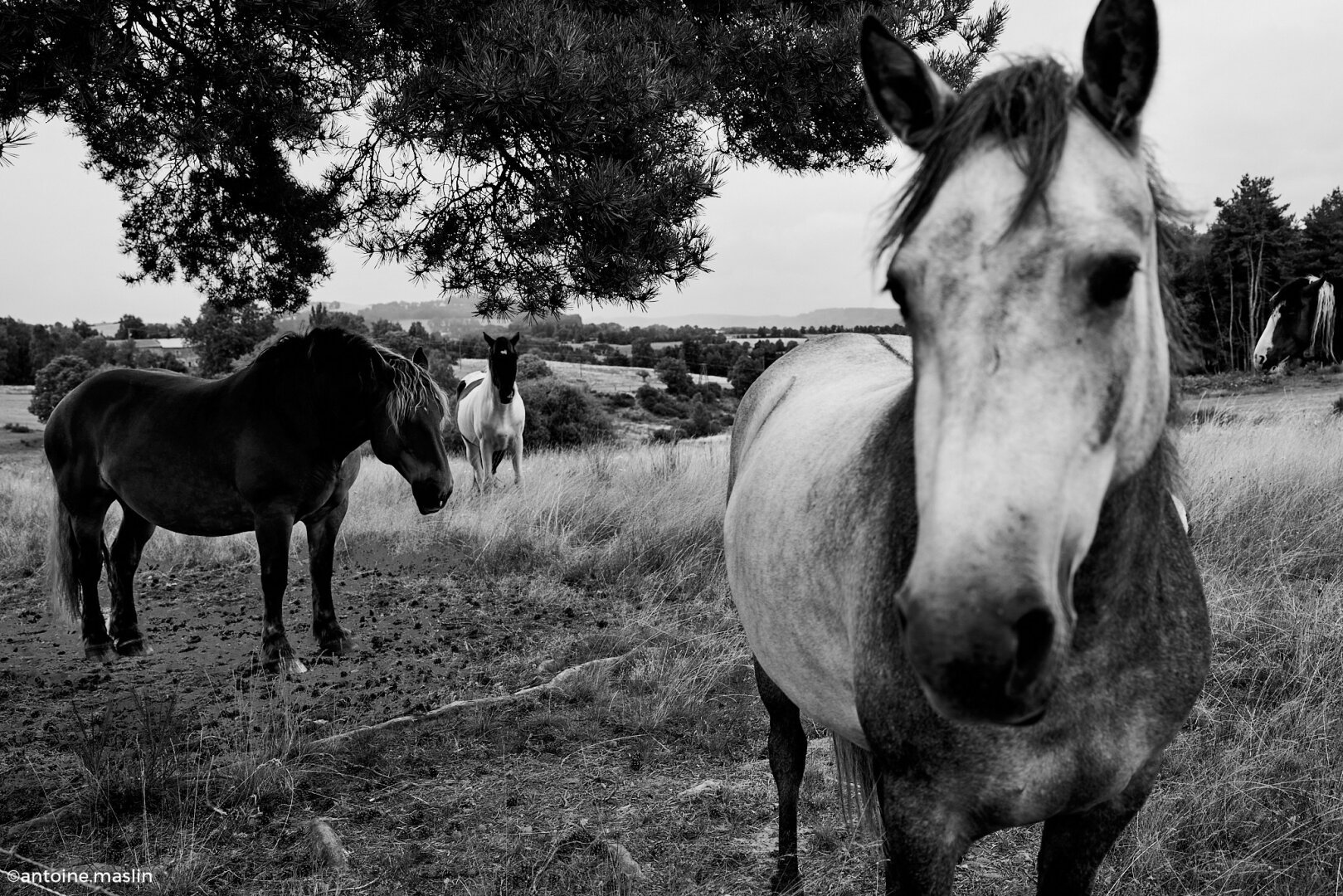 Il pleut, les gouttes sont froides. Je passe à côté d'une prairie clôturée, 4 chevaux s'abritent sous un arbre.
Au quatrième jour, les douleurs s’installent. Mes épaules me rappellent que mon sac à dos pèse 12 kg. Le froid s'intensifie, la longueur des étapes augmente chaque jour, mon corps commence à ressentir les 100 kms bientôt dans les jambes.

