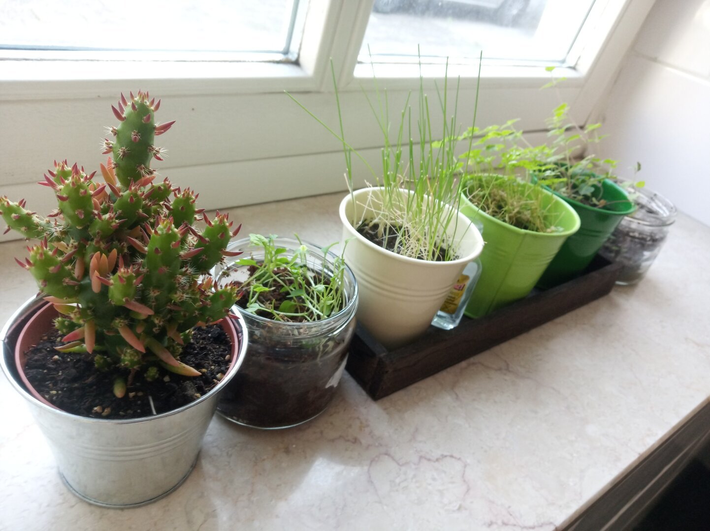 In the photo small pots of plants on a windowsill