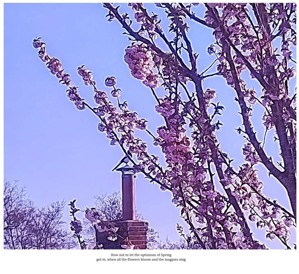 Picture of a tree and a magpie in the distance over the roof of a house, with caption poetry:
¨How not to let the optimism of spring get in, when all the flowers bloom and the magpies sing¨ by MercuRea