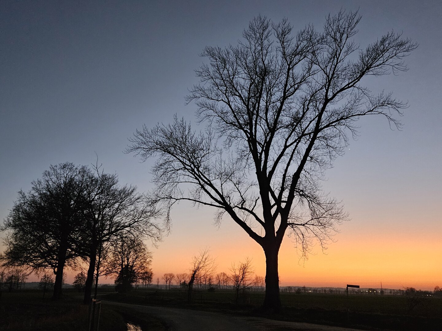 Sunset behind two winter trees.
