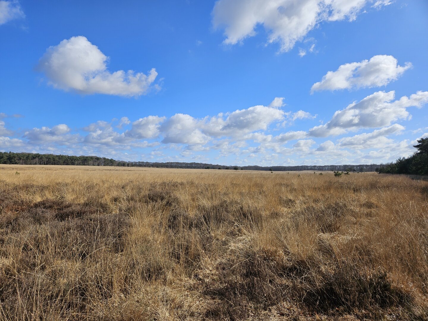 Molina grassland , blue sky and white clouds