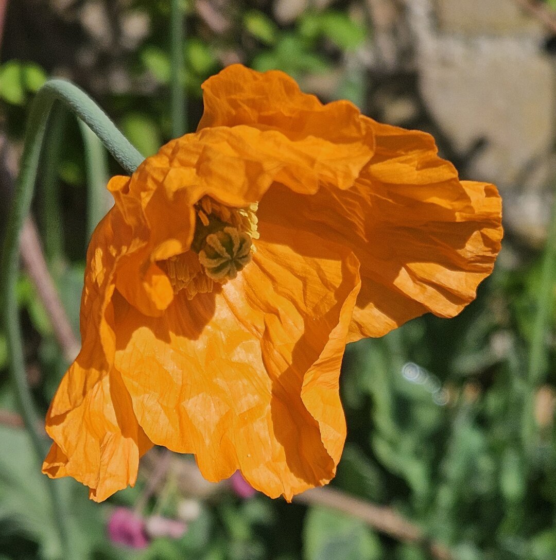 Yellow Welsh Poppy flower