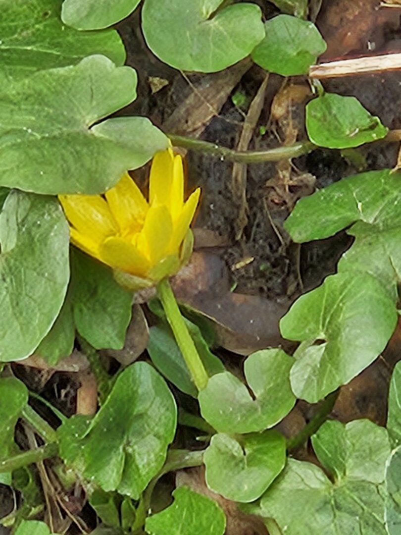 Yellow buttercup-like flower with kidney-shaped leaves.