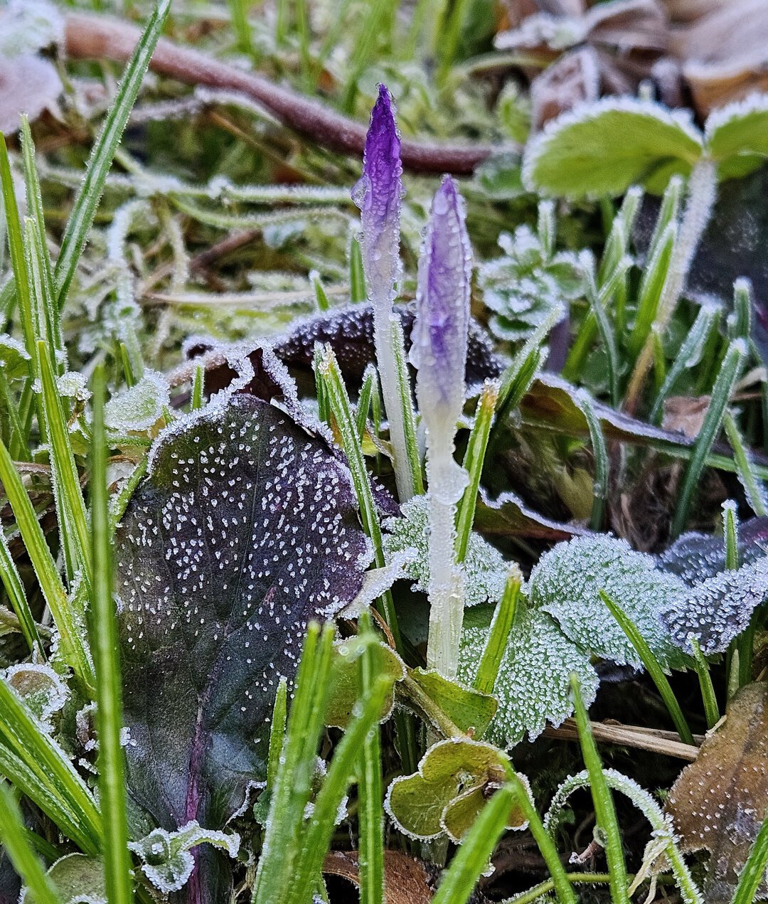 Crocus bud and various green leaves with ice crystals