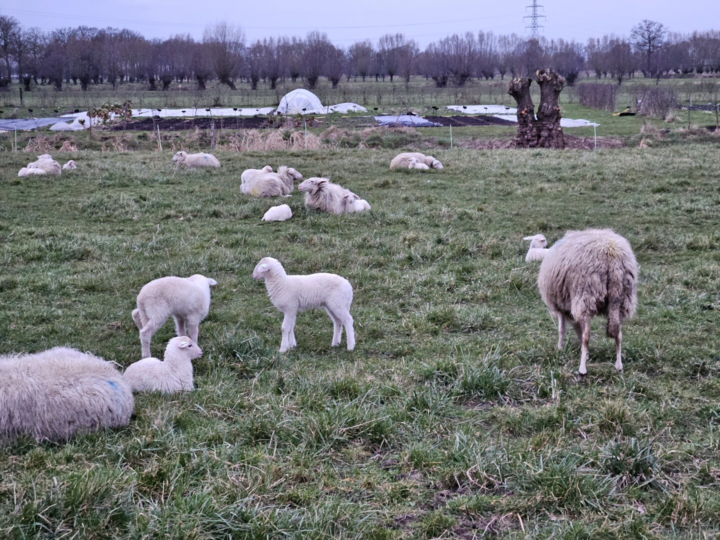 A field full of sheep and lambs