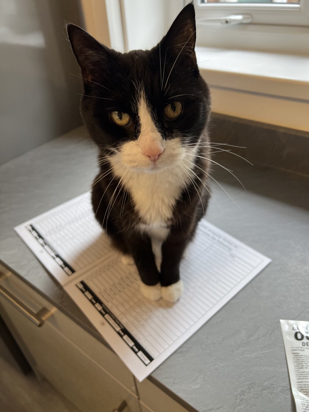 A tuxedo cat (BMO!) sitting on a worksheet