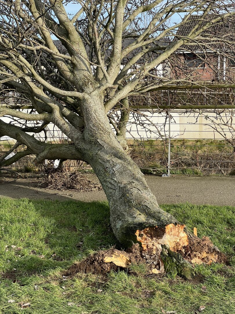 A tree fallen over a path, snapped right at the base