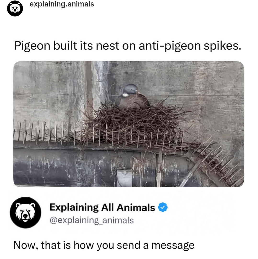 Pigeon built nest on anti-pigeon spikes

Now that's how you send a message
