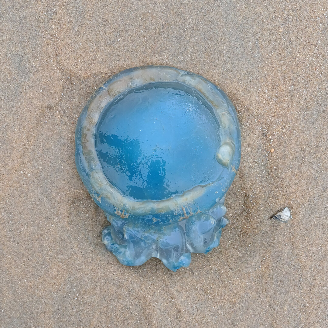 Bright blue jellyfish on the sand at the beach