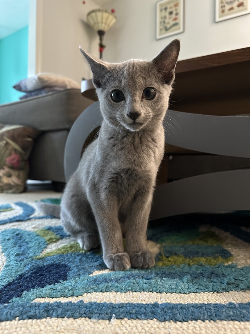 A gray Russian blue kitten sitting on a white and green and blue carpet.