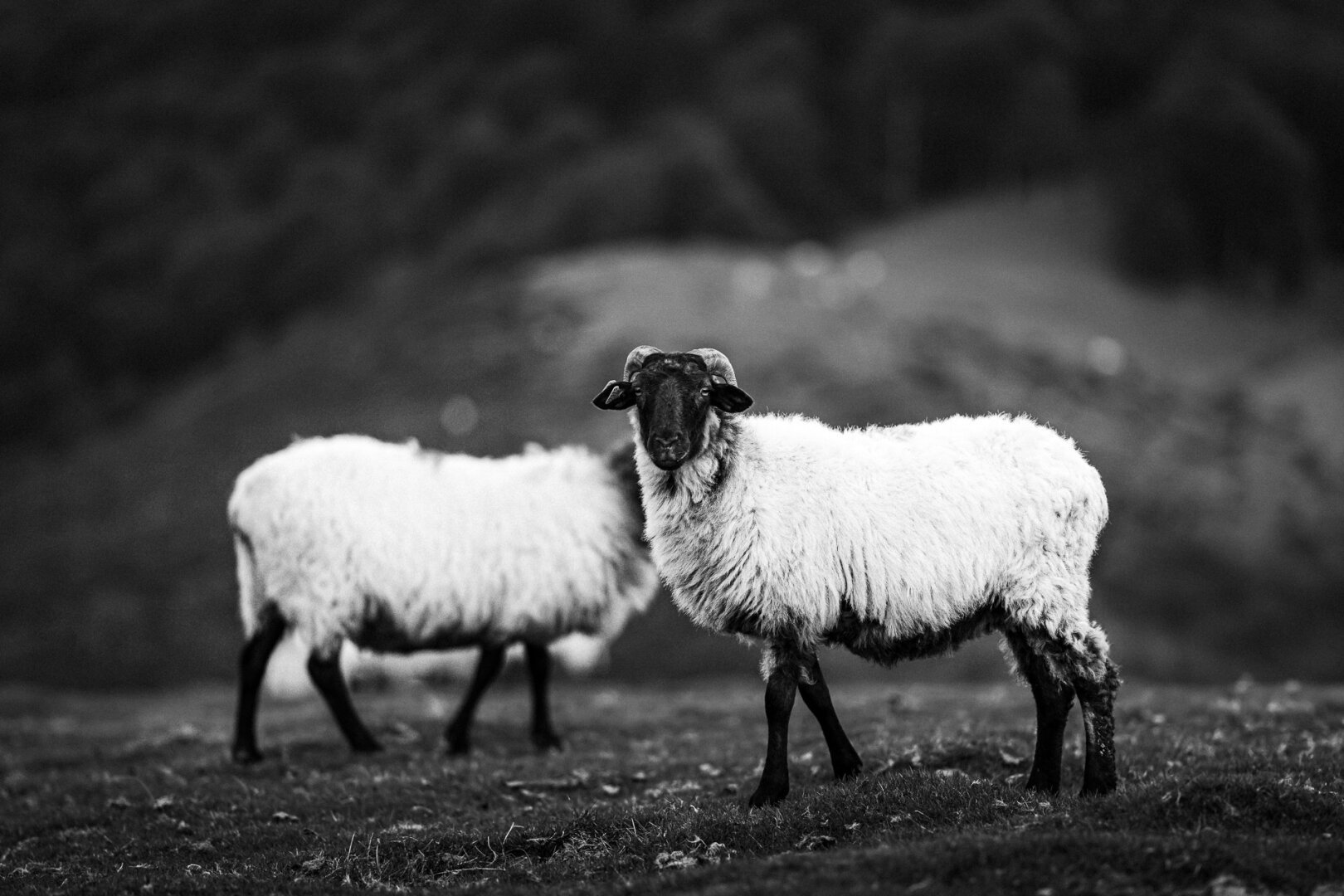 Two sheep stand in a rugged landscape, their thick woolly coats contrasting sharply with their dark faces and legs. The one in the foreground gazes directly at the camera, its curved horns and piercing eyes exuding quiet confidence. The second sheep, slightly blurred in the background, adds depth to the composition. Rolling hills covered in dense vegetation create a soft, out-of-focus backdrop, emphasizing the subjects. The black and white tones enhance the texture of the wool and the dramatic contrast between light and shadow, evoking a mysterious, mythological scene.