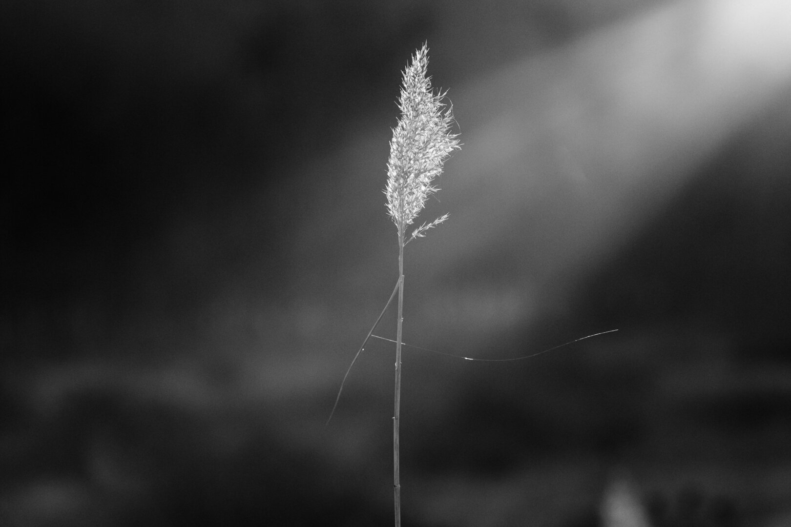 A single reed stands against a dark, blurred background, illuminated by a soft beam of light from the upper right corner. The fine details of the plant’s feathery top are sharply defined, while a delicate spiderweb thread extends horizontally across the stem. The monochrome palette emphasizes texture and contrast, creating a tranquil and atmospheric composition.