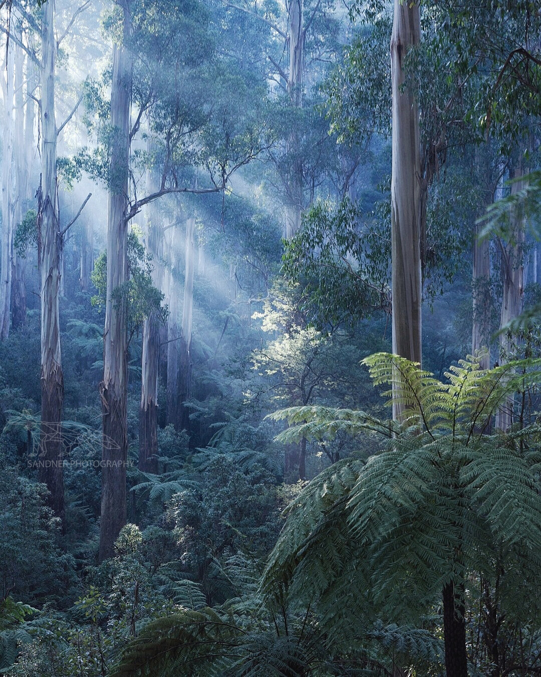 A serene forest scene in the Dandenong Ranges National Park. Tall, slender eucalyptus trees rise through the mist, their trunks glowing softly in the filtered morning light. Sunbeams stream diagonally through the canopy, illuminating delicate tree ferns in the lush undergrowth. The atmosphere is tranquil, cool, and ethereal.