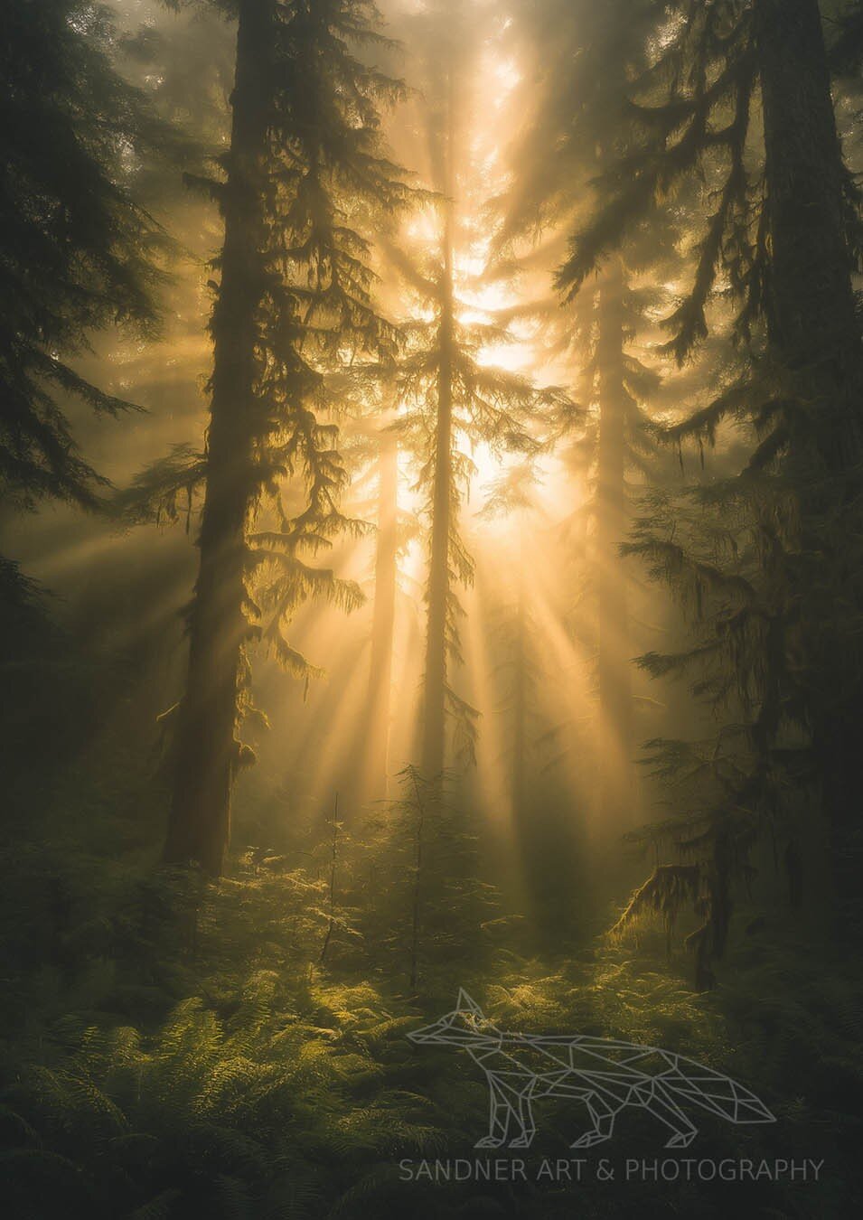 A dense, ancient forest enveloped in thick, swirling fog, with towering moss-covered trees and gnarled branches stretching across the scene. The eerie, ethereal atmosphere is enhanced by the soft, diffused light filtering through the mist, creating a hauntingly beautiful natural landscape.