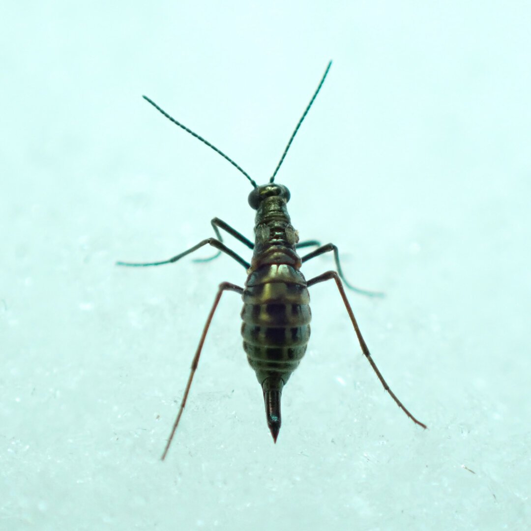 A long-legged insect with a narrow body, a long abdomen, and long antennae sits on top of a pure white layer of snow.