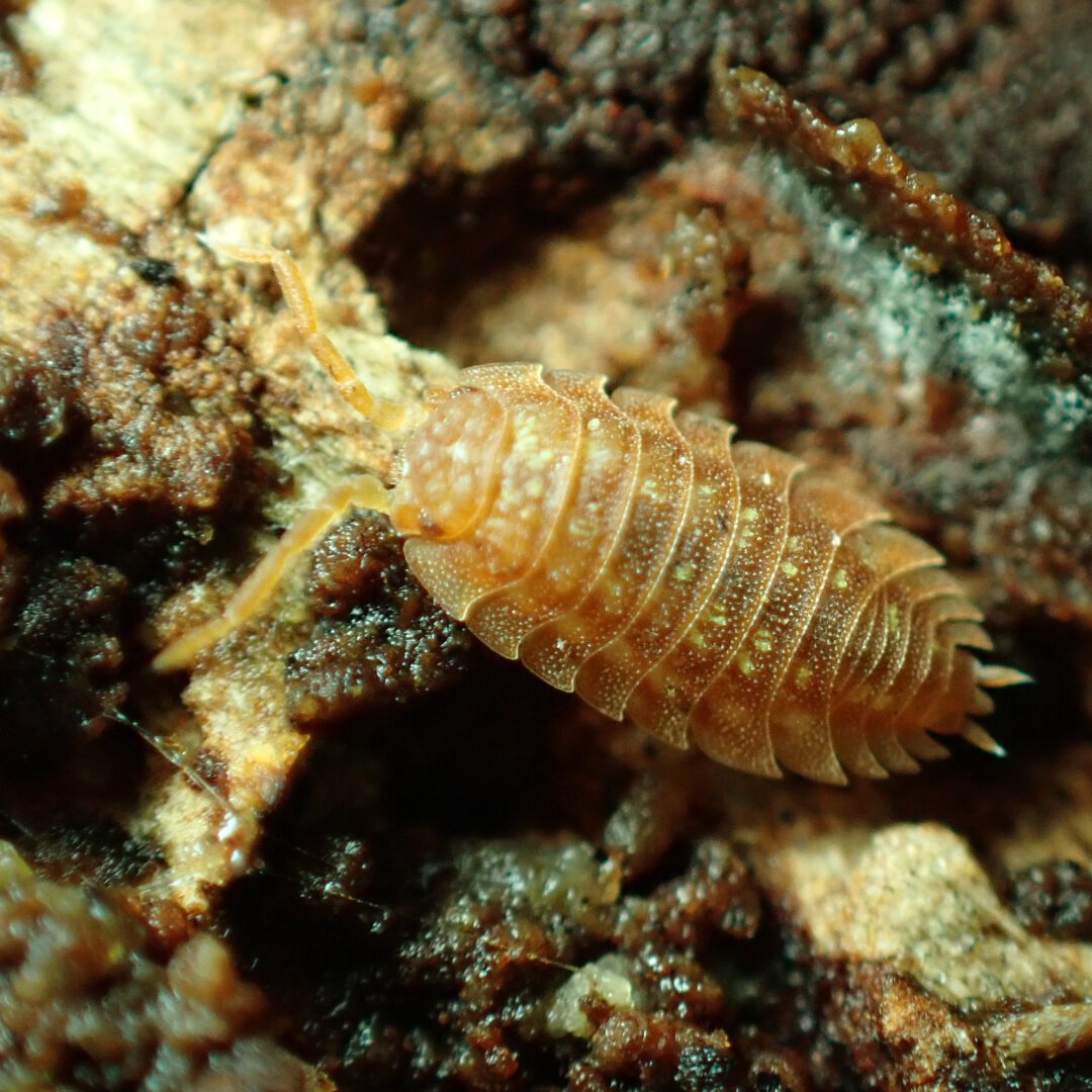 An orange-coloured woodlouse, close up, with a sand-like speckled carapace.