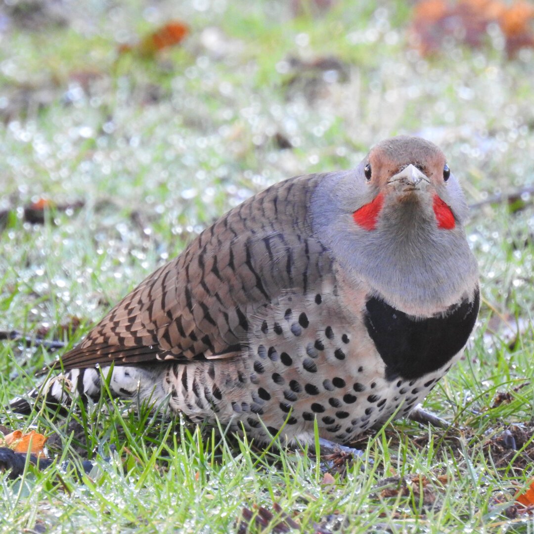 A bird with spotted brown wings, a pale spotted belly, a grey head, and bright red feathers just behind its mouth stares directly and challengingly at the camera.