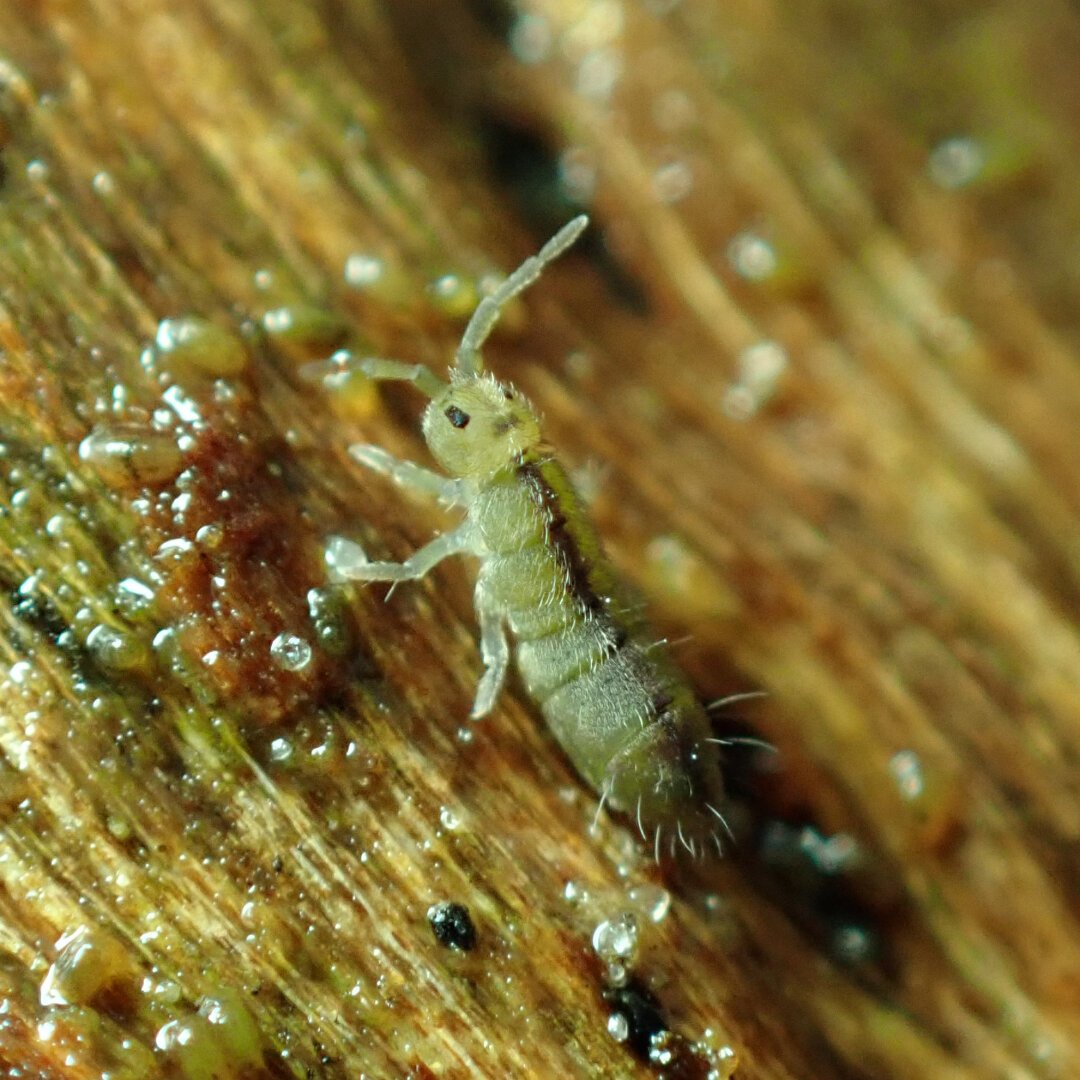 A small yellowish isotomid springtail rearing up on a piece of wood. The animal is extremely small, and the grains of the wood are large and clearly visible in the image.