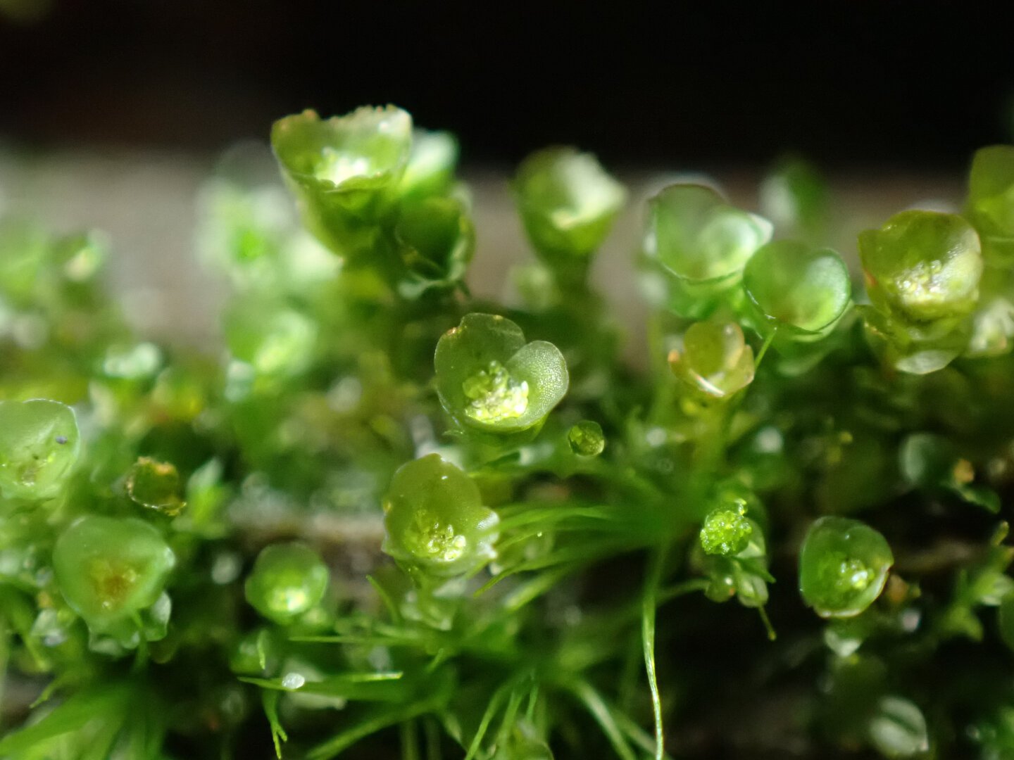 Green cups formed of tiny moss leaves rise into focus, filled with small, bright green bits of vegetative matter that cluster like sand.