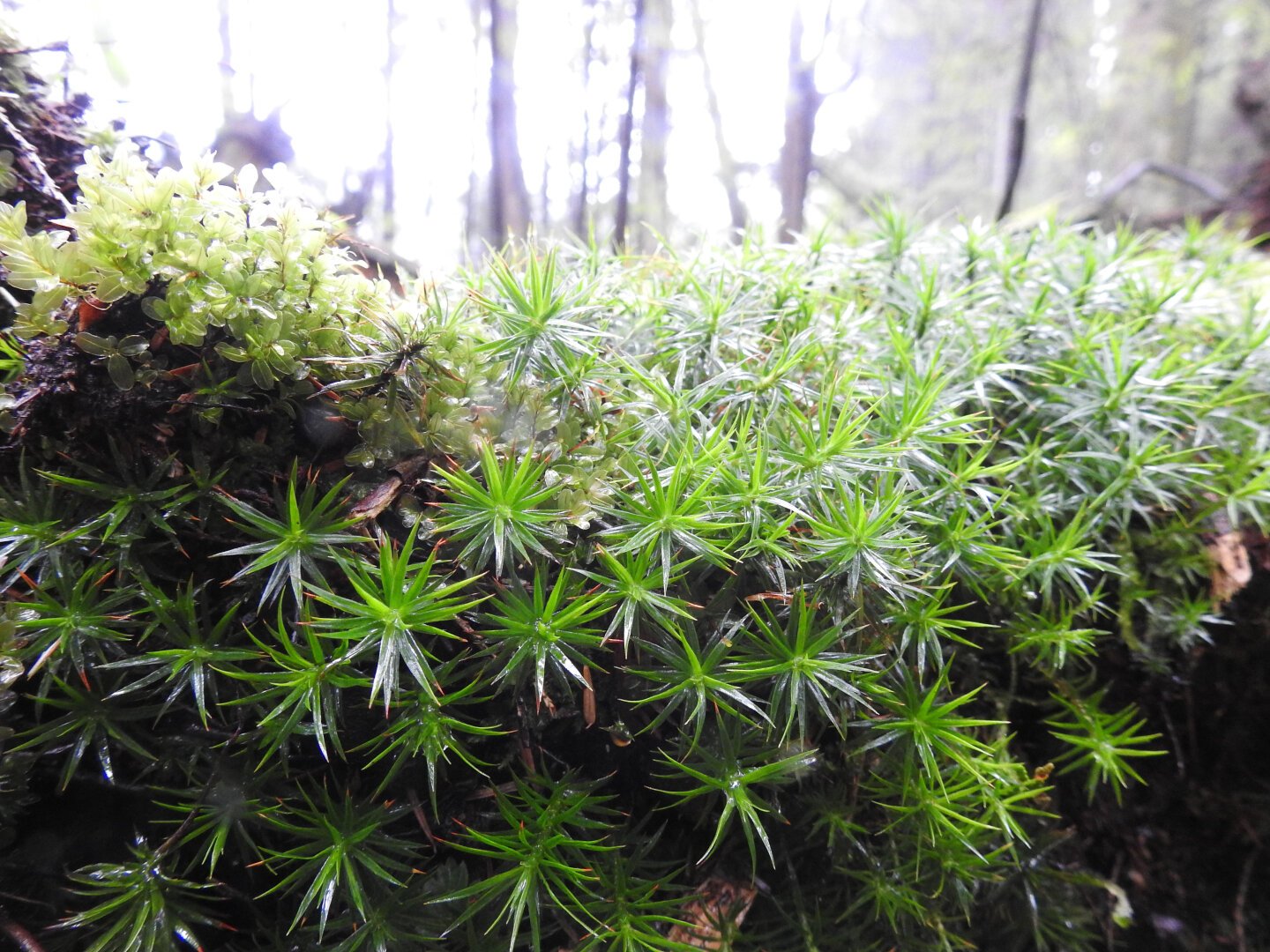 A close-up view of a cluster of mosses, many with narrow pointed leaves and some with round flat leaves, growing on a decomposing log in a forest.