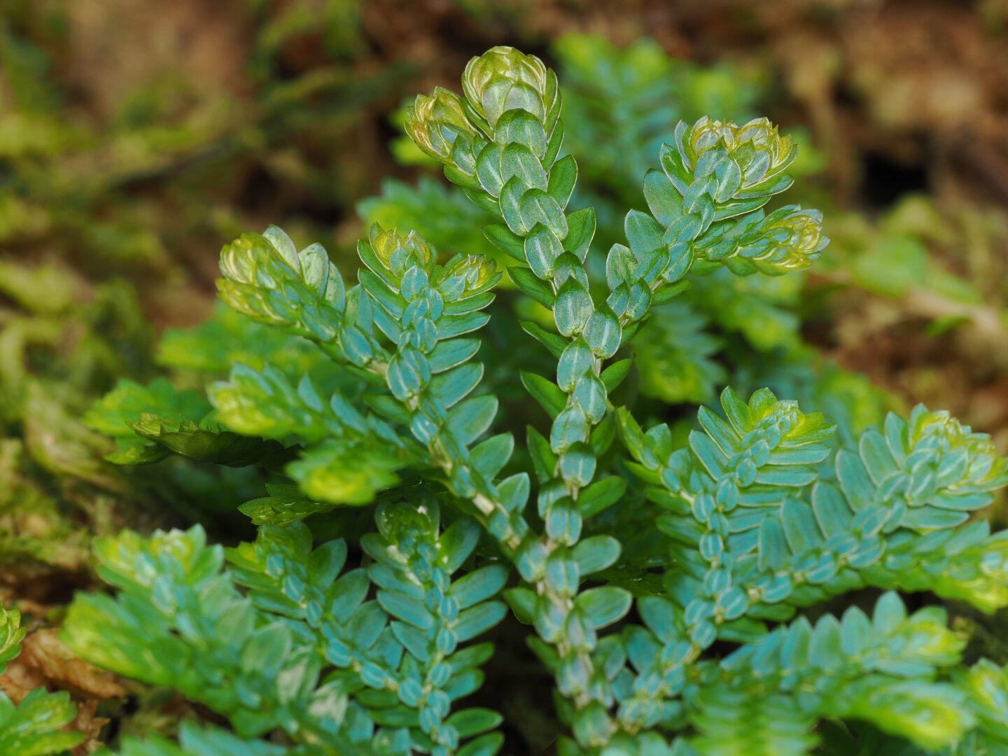 A spread of small, oval plant leaves that are green with a faint bluish hue. The plant grows splitting into evenly-sized branches, fanning out in every direction. The plant is quite small, and the camera is close to the subject.