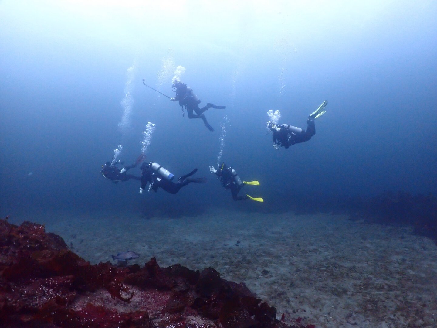 Five scuba divers wearing drysuits in the distance, swimming to the right over a sandy bottom. Large algae border the area, and a greyish fish can be seen in the lower left.