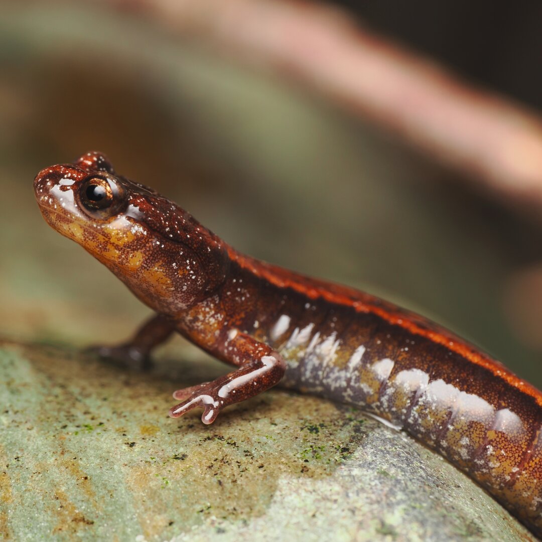 A close-up photo of a tiny salamander standing on a wet rock, its head upturned, and one front foot slightly elevated above the rock. It is a warm brown, with a slightly paler belly and a bright rust-red band down along its back, and a scattering of starlike flecks of pale white across its body.