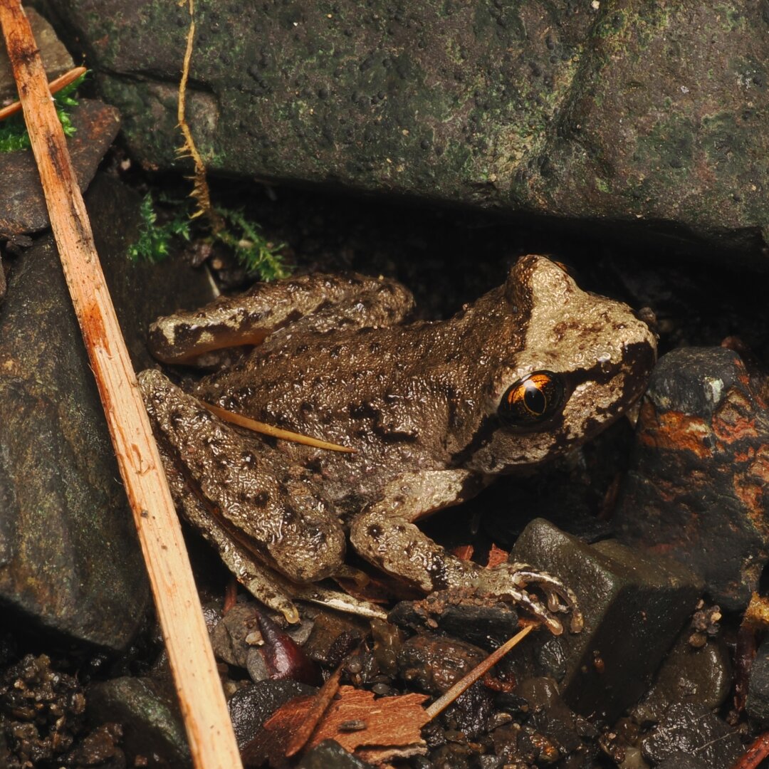 A close-up photo of a small, brownish-greyish frog, with a dark stripe through its eye and a vertical slit pupil. The upper part of its iris is bronze-gold. It is hanging out on some rocks and gravel.