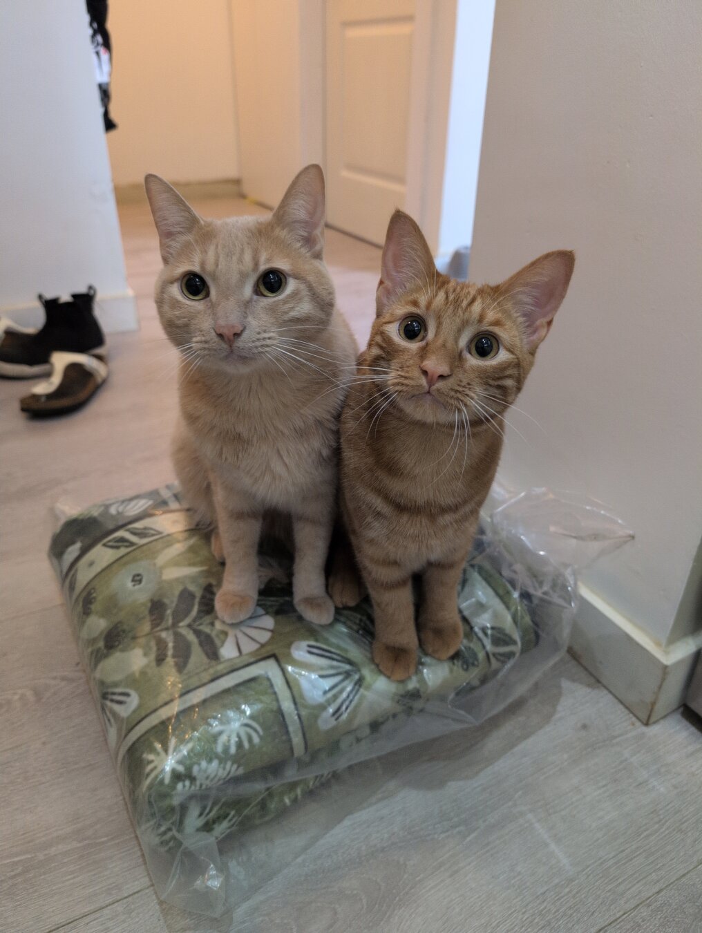 Two orange cats, one pale and large, one teenaged and darker orange, sit pressed together on a plastic wrapped carpet. They're very cute.