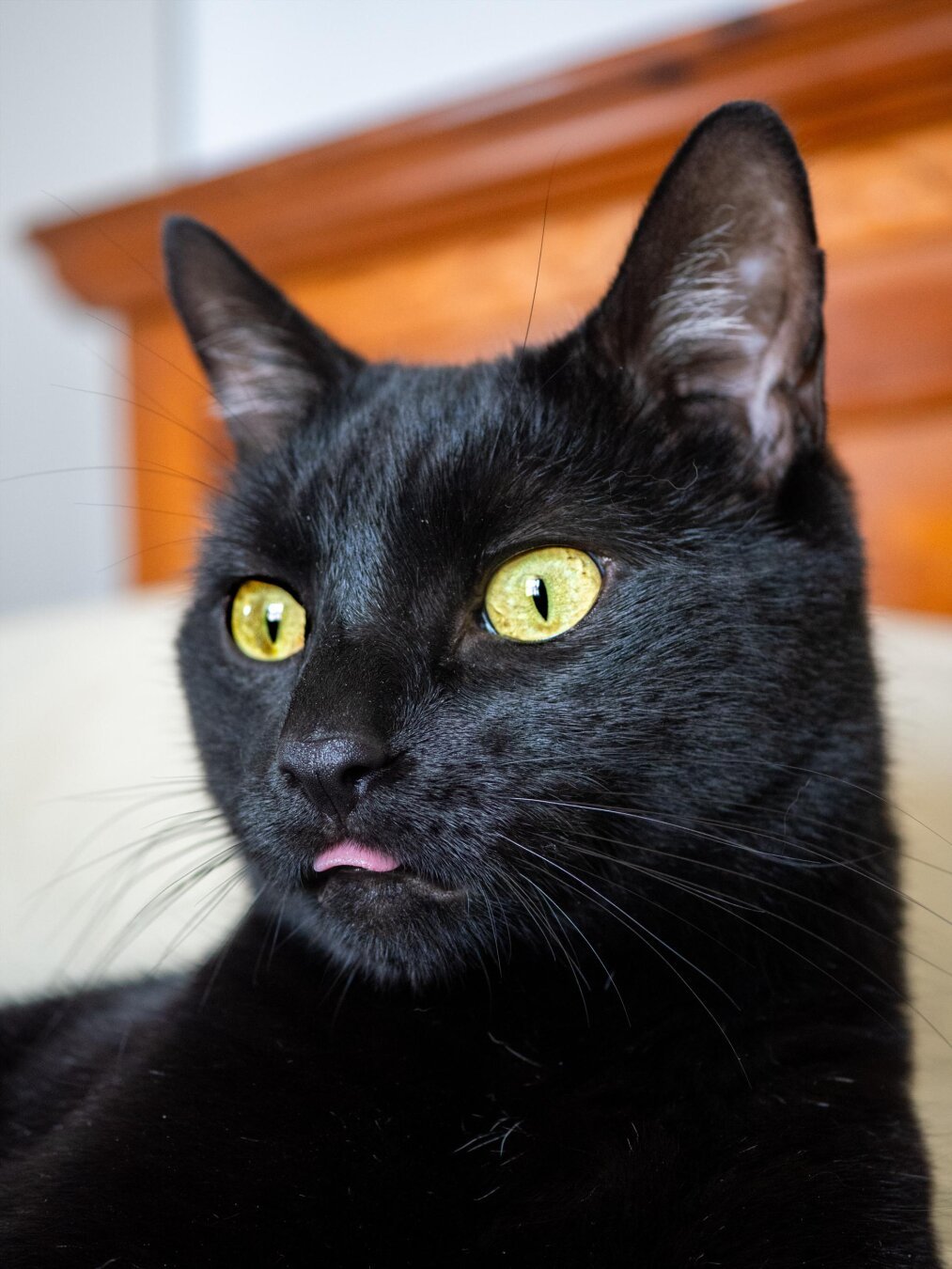 A sleek black cat with large yellow eyes staring off slightly away from the camera with a little bit of tongue sticking out of his mouth. The background is a blurred wooden headboard.