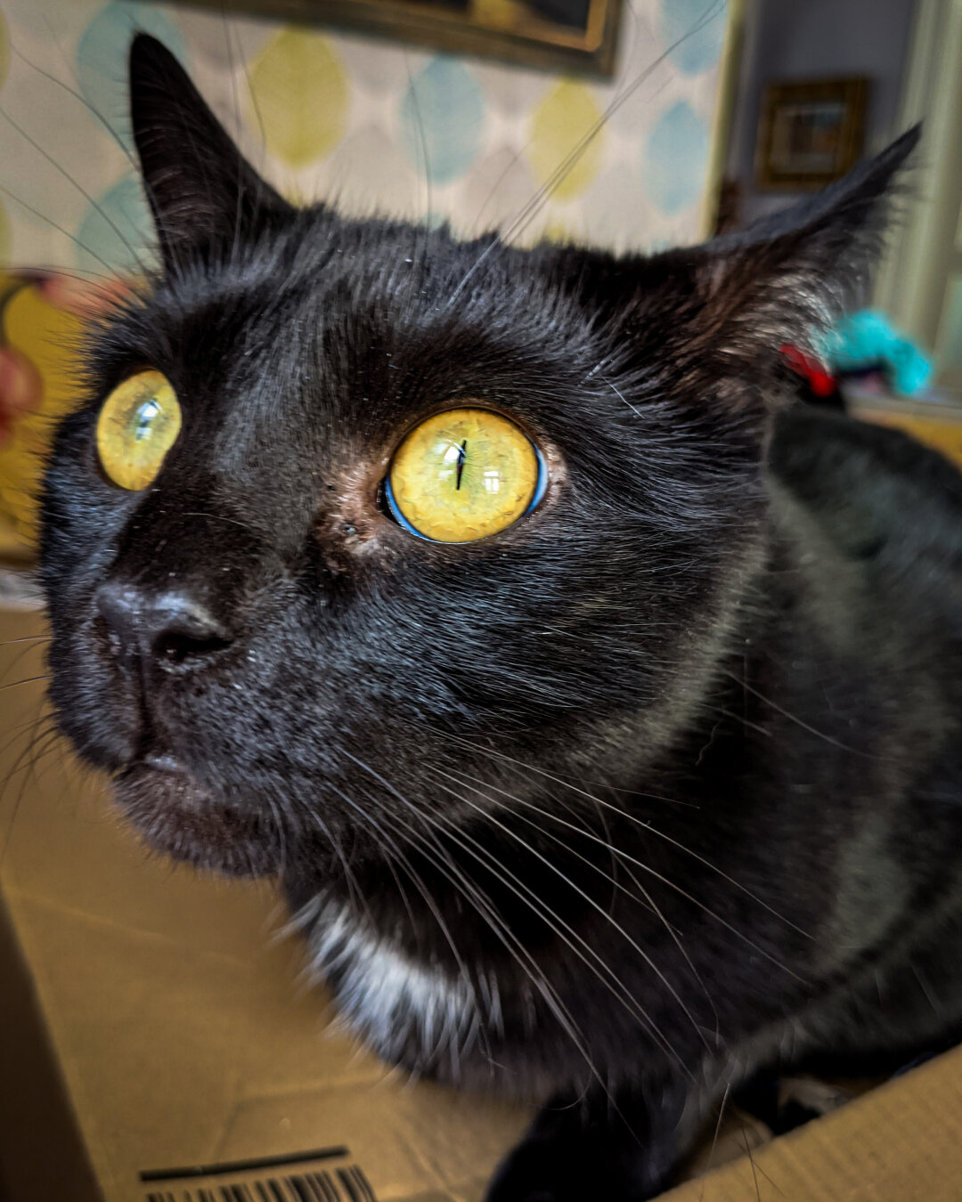 A close-up portrait of a black cat sitting on a cardboard box. The cat is looking at something outside with huge, wide-open, vibrant yellow eyes. He has long white whiskers, a small patch of white fur on its chest, and one of his ears is facing back.