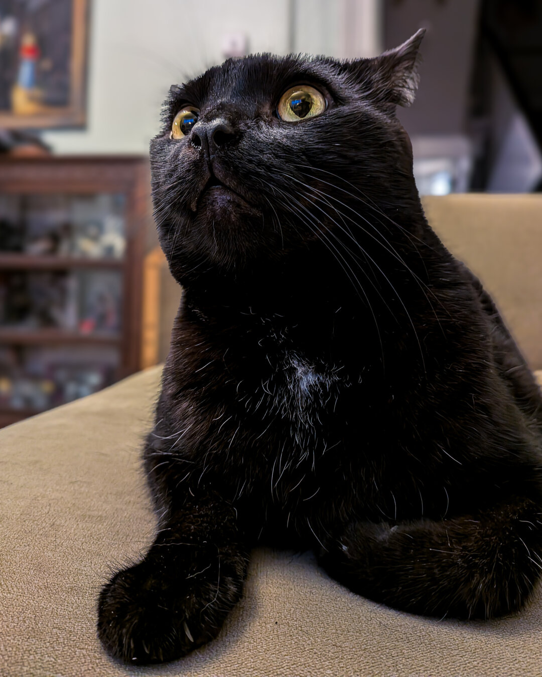 A black cat with a small patch of white fur on his chest sitting on a yellow sofa. The cat's ears are pointing back flat, and his large, wide eyes are looking up as if startled.