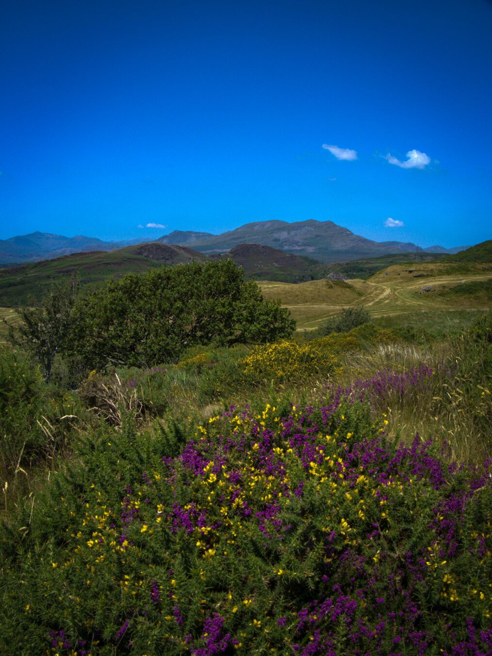 A wide-angle view of a mountainous countryside under a bright blue sky in Wales. Vibrant purple heather and yellow gorse grow wild in the foreground, with rolling hills and scattered foliage leading toward a mountain in the distance.