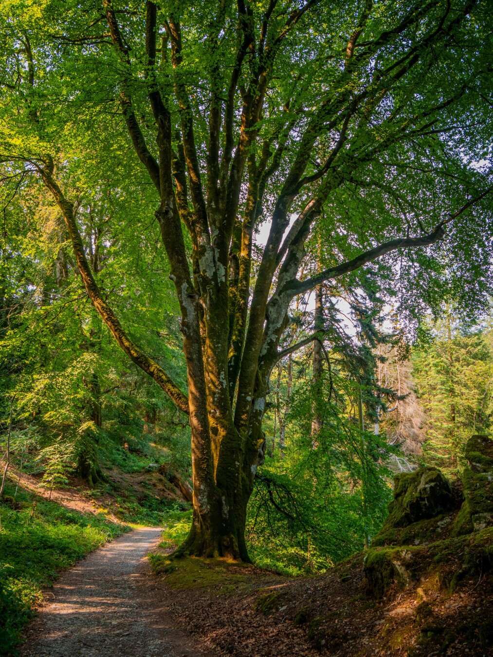 A massive, multi-trunked ancient beech tree with mossy grey bark and a vibrant green canopy stands towering over a sun-dappled gravel hiking path that curves around its base in a lush woodland. Large, moss-covered boulders sit in the right foreground.