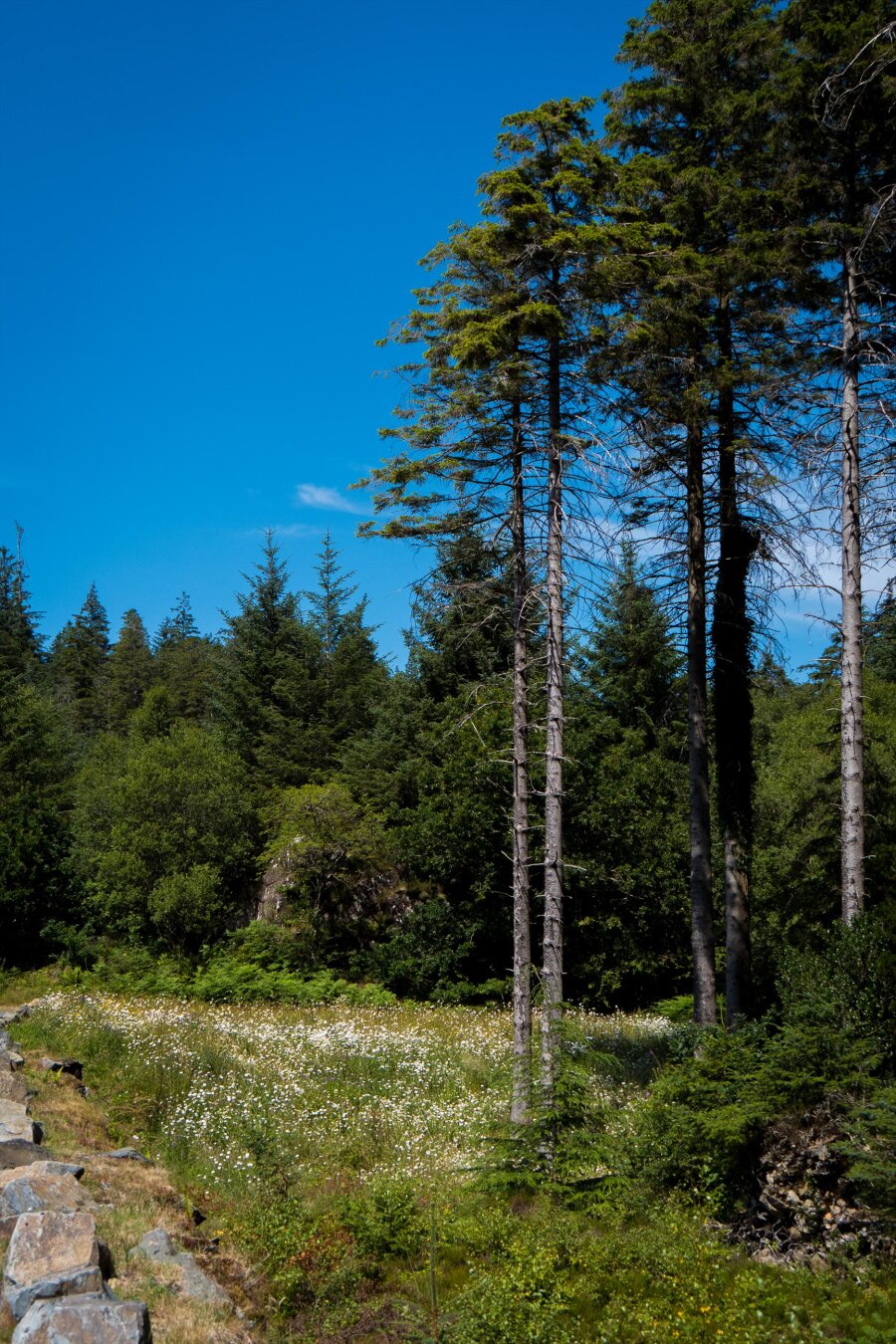 On the edge of a green forest, tall pine trees stand against a vibrant blue sky in a sunny meadow densely carpeted with white wildflowers and daisies.