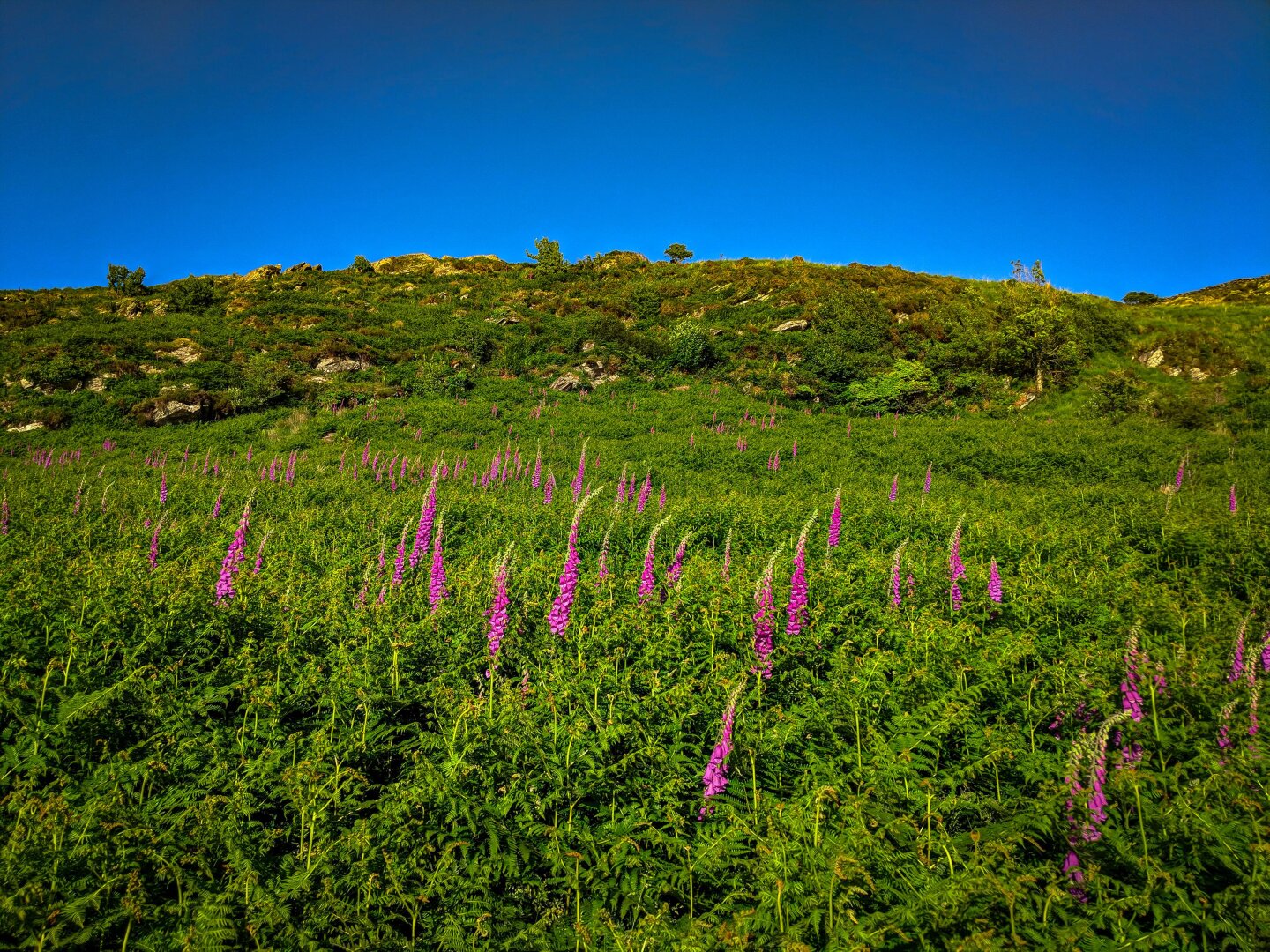 A lush, green hillside carpeted with a dense growth of ferns and dozens of tall purple foxgloves in full bloom. The upper slope features low shrubs and rocks, leading up to a vibrant, cloudless blue sky.