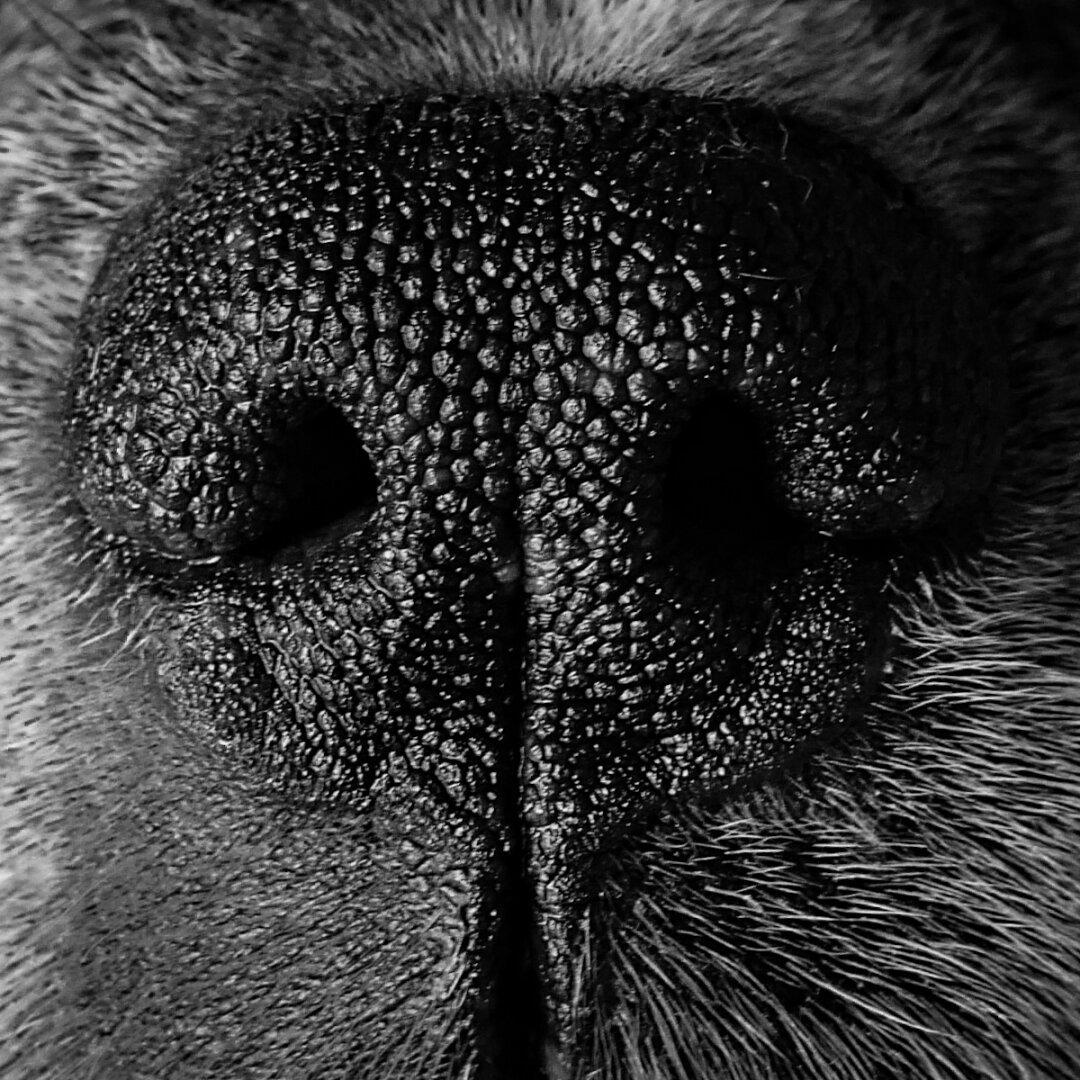 Extreme monochrome macro photo of a dog's nose showing two dark nostrils and the intricate bumpy skin.