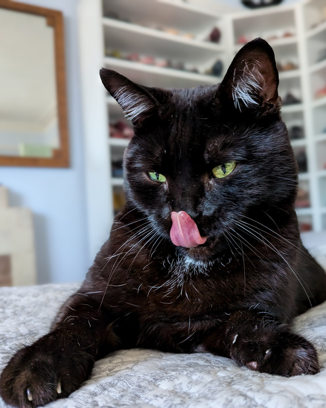 A handsome black cat with yellow-green eyes licking his nose with a big pink tongue. His ears are up but relaxed and he is lying on a white bedspread.