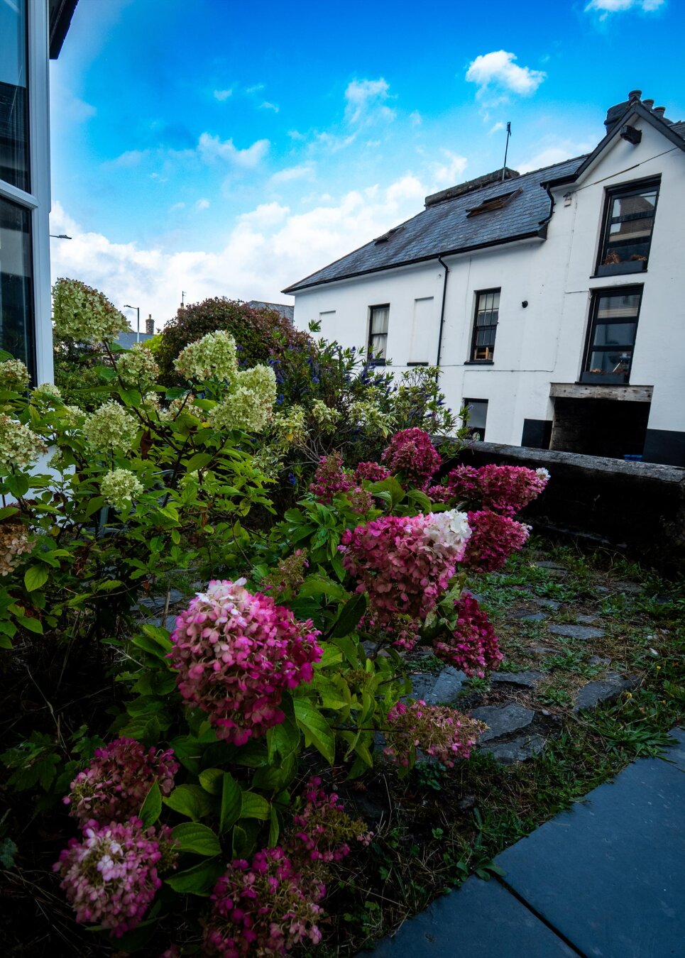 Vibrant pink and white cone-shaped hydrangeas bloom along a slate pathway in a front garden. In the background, a traditional white two-story European stone house with a dark slate roof stands under a blue sky scattered with white clouds.