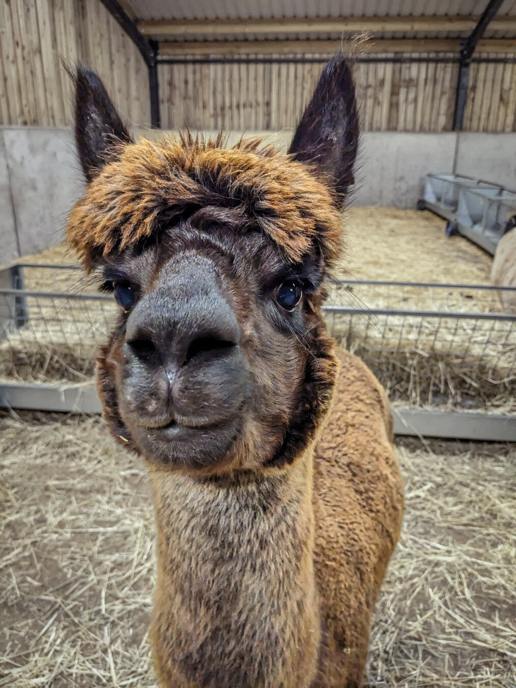 A close-up, front-facing portrait of a brown and black alpaca inside a barn. The alpaca has thick, fluffy fleece on its head that looks like a "bowl cut" with fringe across its forehead. It is looking directly at the camera with dark, wide open, inquisitive eyes and it looks like it has a little smile.