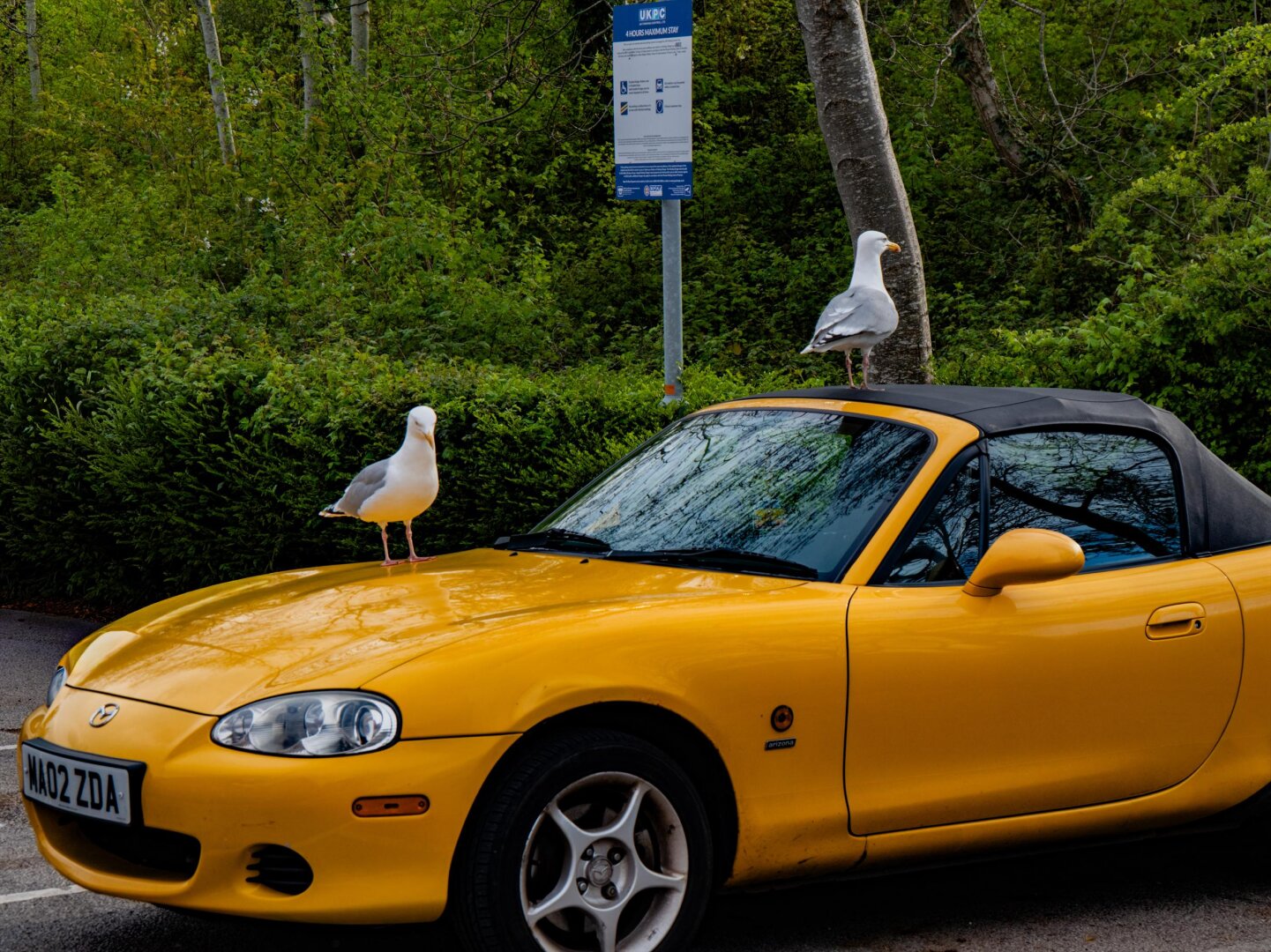 Two seagulls perched on top of a bright yellow Mazda Miata. One is standing on the bonnet (hood), while the second stands on top of the black convertible soft top. A blue metal parking sign stands behind the car while the background is filled with green trees and shrubs.