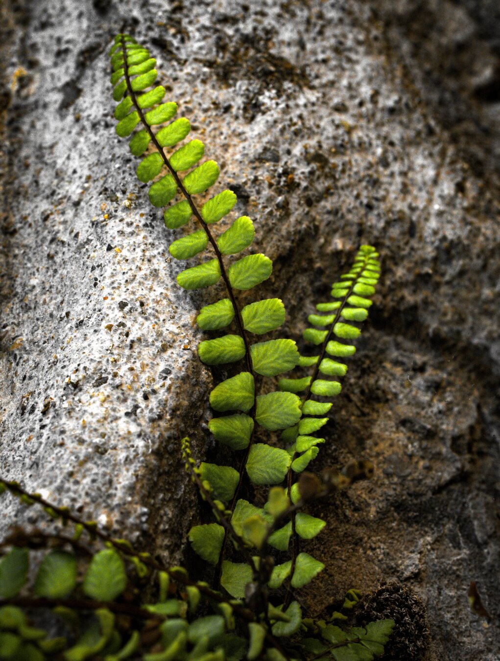 Close-up shot of an maidenhair spleenwort fern. Its bright green, leaves are arranged symmetrically along a dark brown stem. It is growing out of a small crack in a textured gray rock wall.